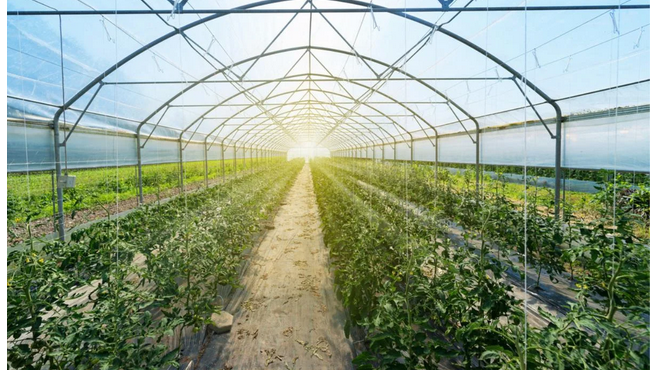 Growing in Glass: Greenhouses as Urban Sanctuaries post thumbnail image