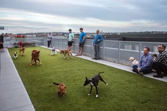 Paws and Play: Discovering Dog-Friendly Bliss in Apartment Living post thumbnail image